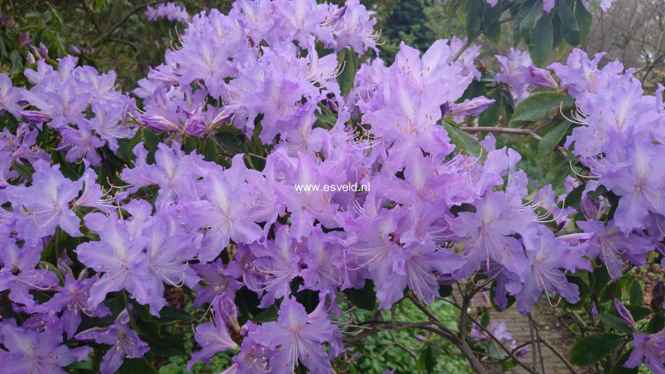Rhododendron augustinii