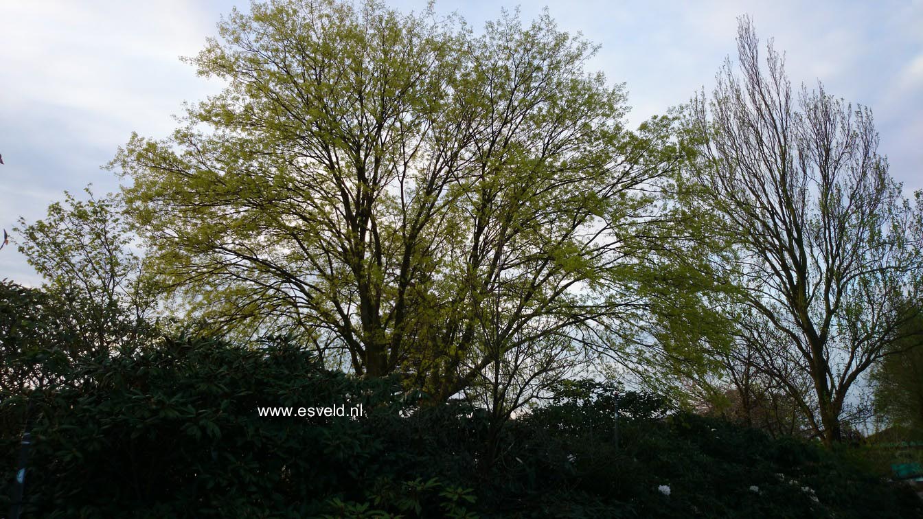 Acer cappadocicum ssp. sinicum