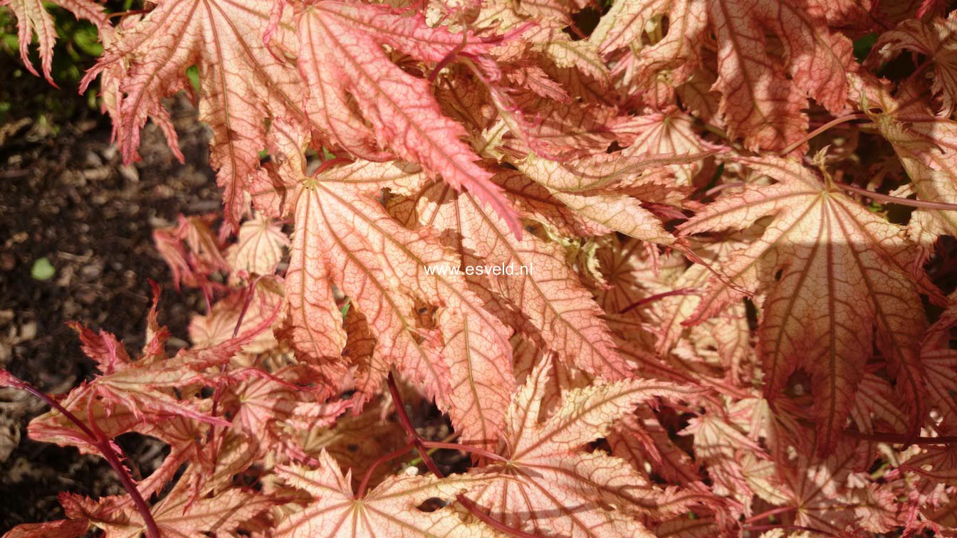 Acer palmatum 'Reticulatum Como'