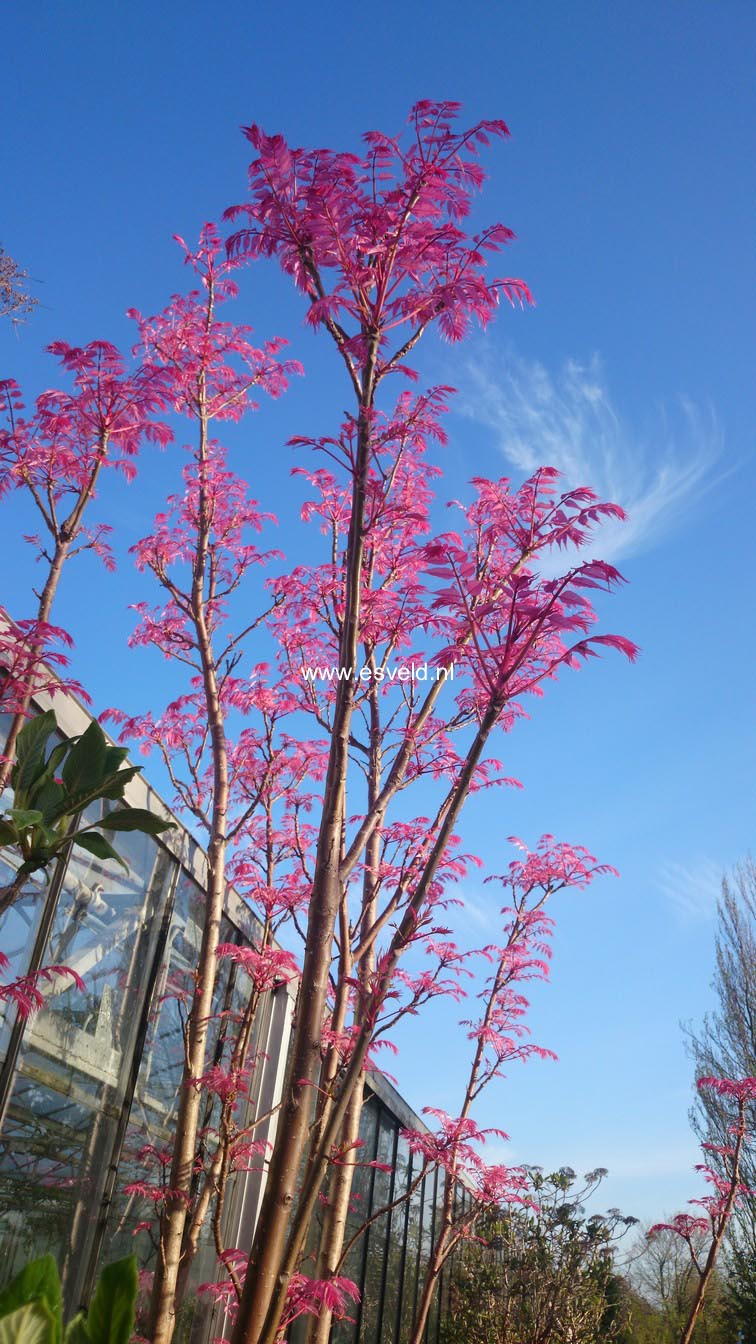 Toona sinensis 'Flamingo'