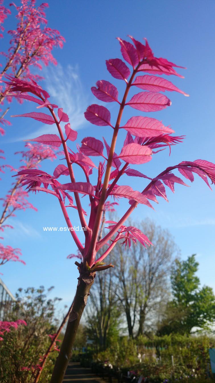 Toona sinensis 'Flamingo'