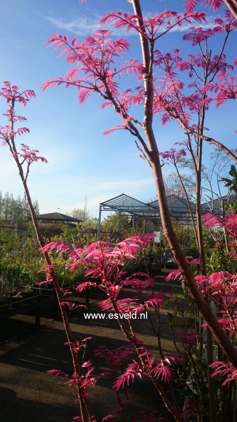 Toona sinensis 'Flamingo'