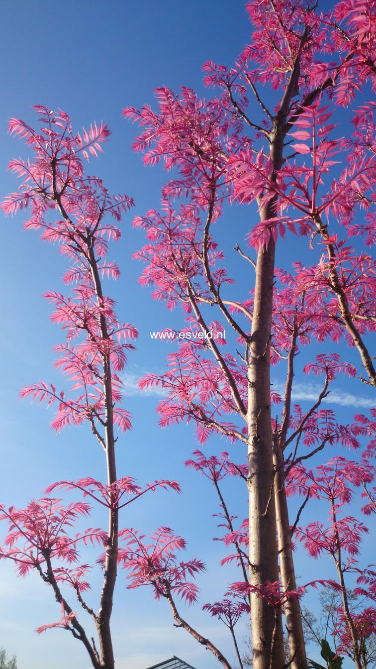 Toona sinensis 'Flamingo'