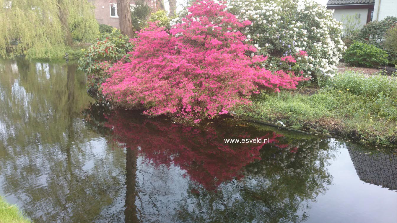 Azalea japans, onbenaamd