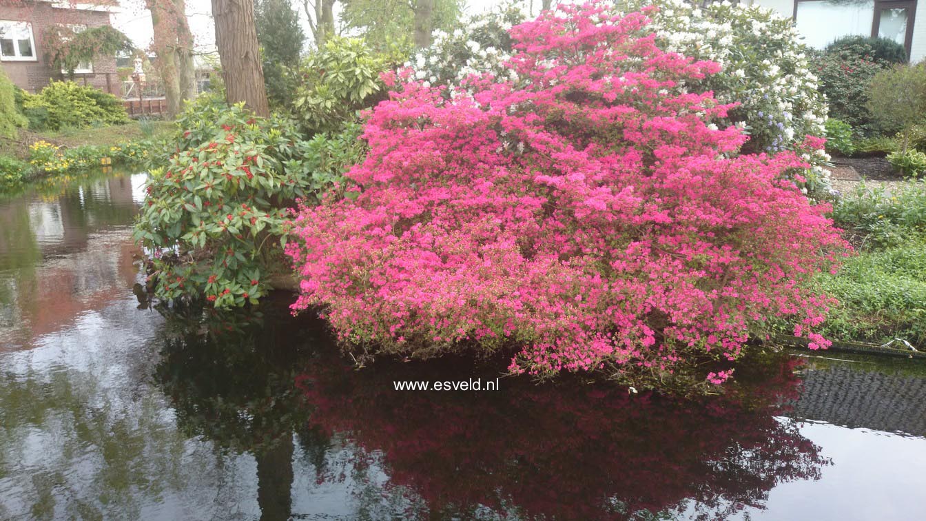 Azalea japans, onbenaamd