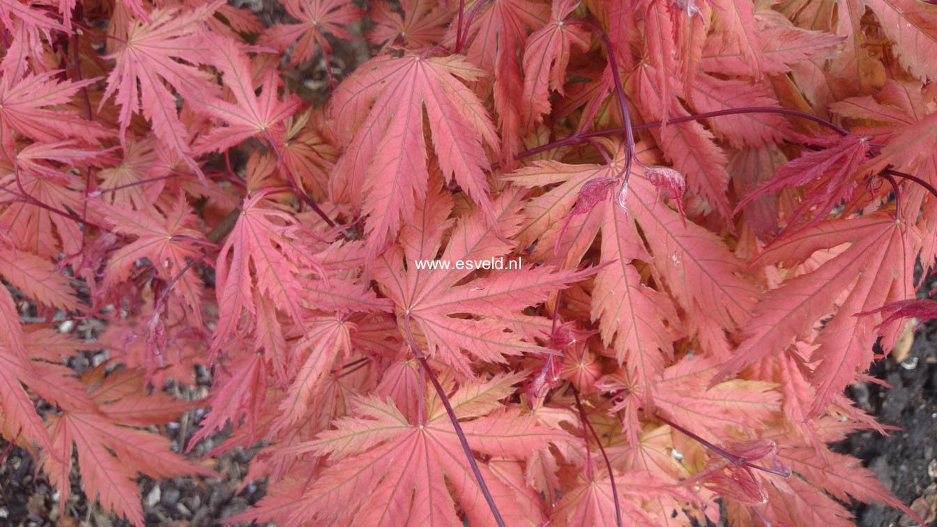 Acer palmatum 'Ariadne'