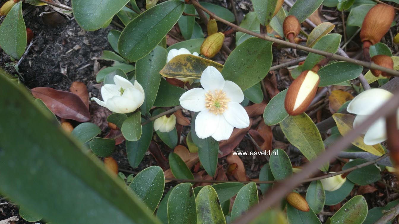 Magnolia figo crassipes