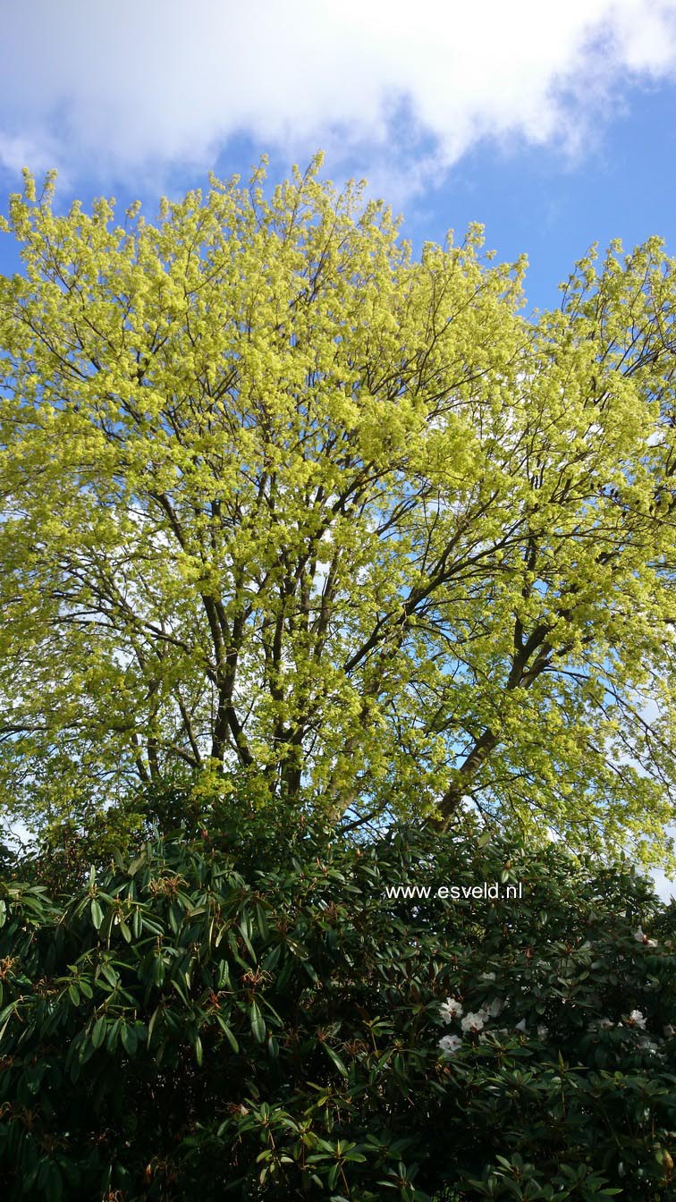 Acer cappadocicum ssp. sinicum