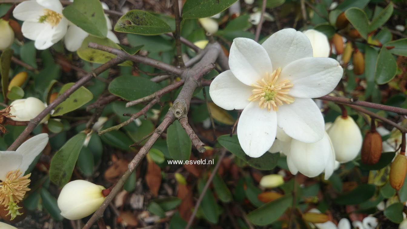 Magnolia figo crassipes