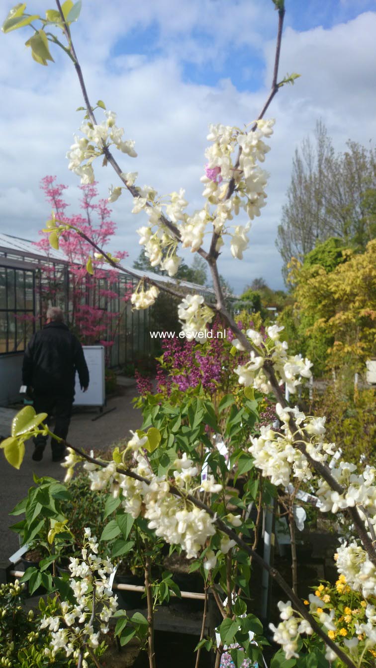 Cercis canadensis 'Texas White'