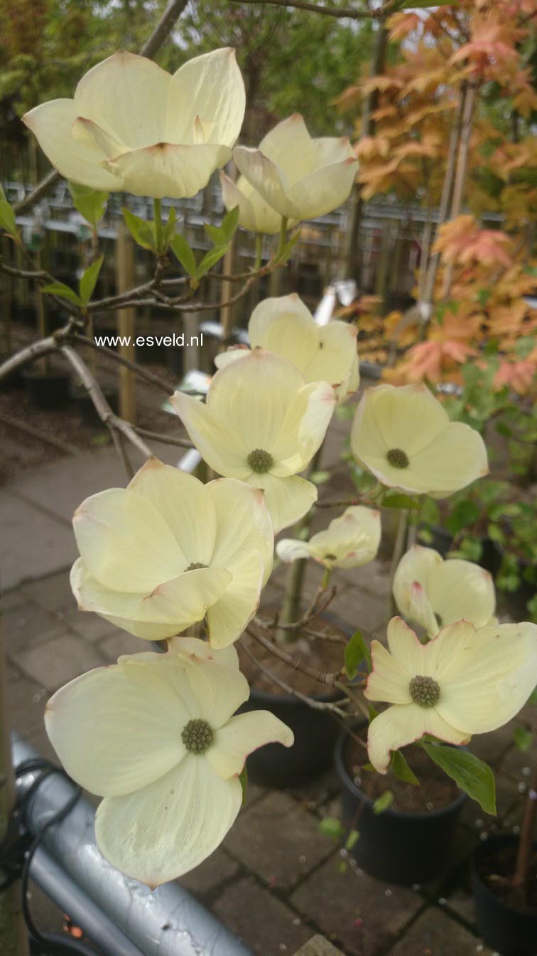 Cornus florida