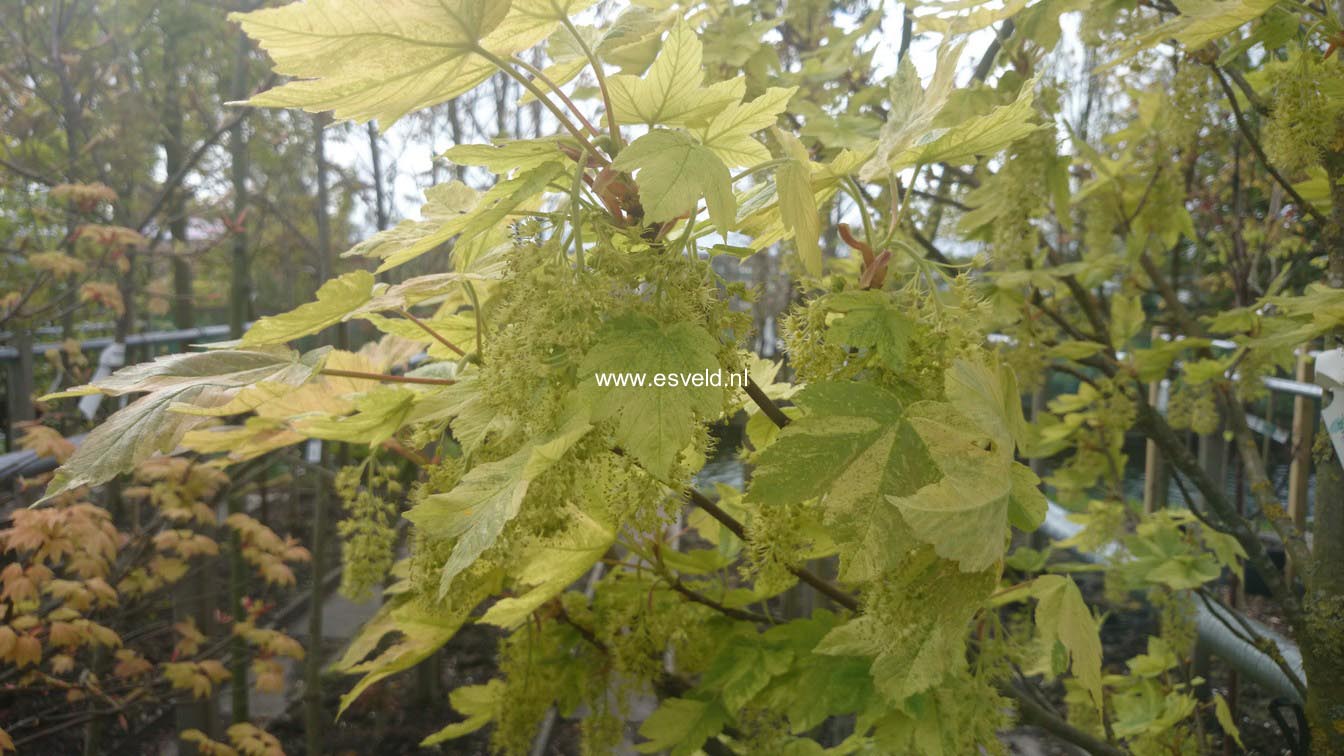 Acer pseudoplatanus 'Prince Camille de Rohan'