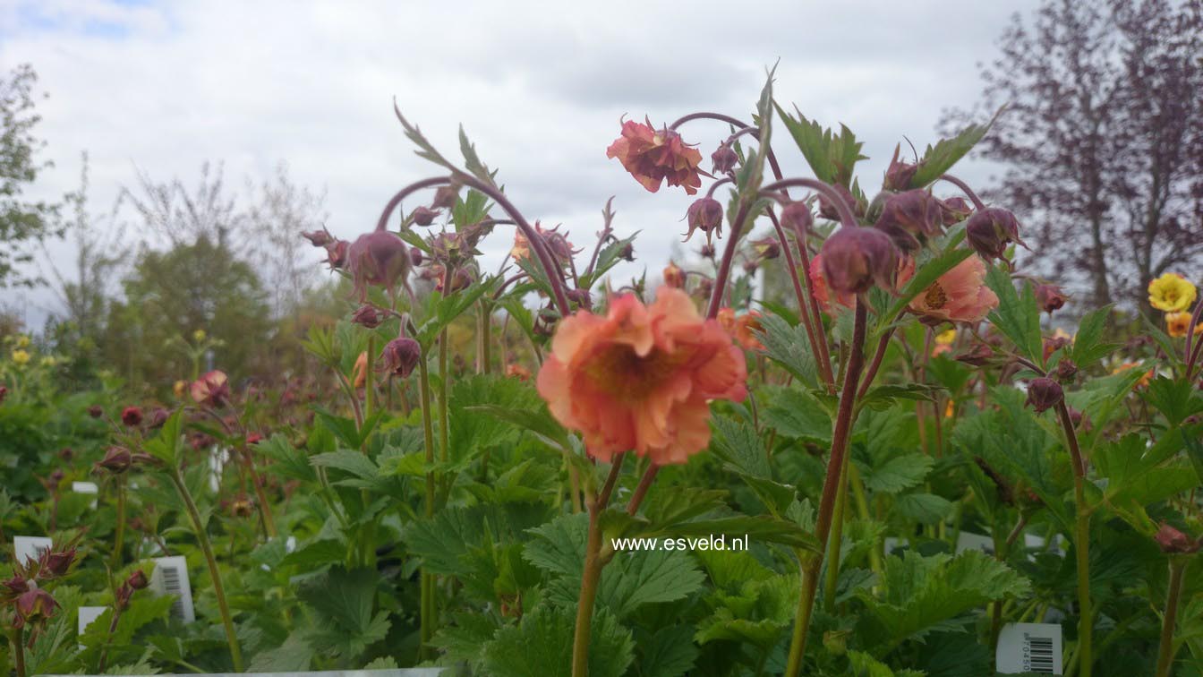 Geum 'Mai Tai'