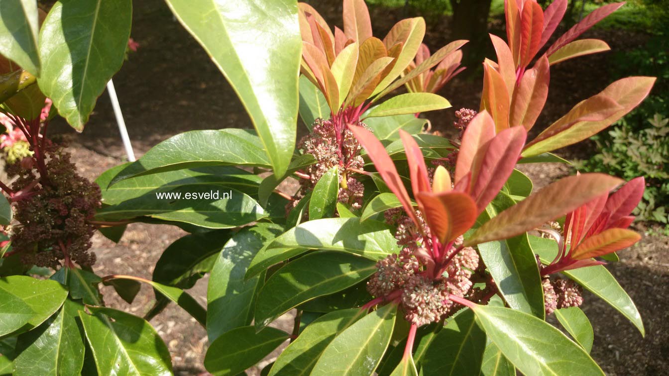 Daphniphyllum macropodum