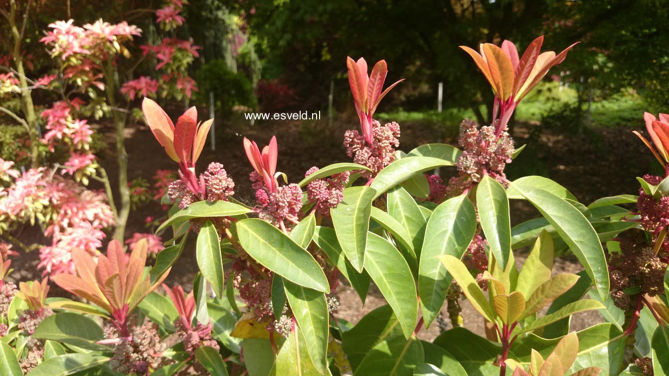 Daphniphyllum macropodum