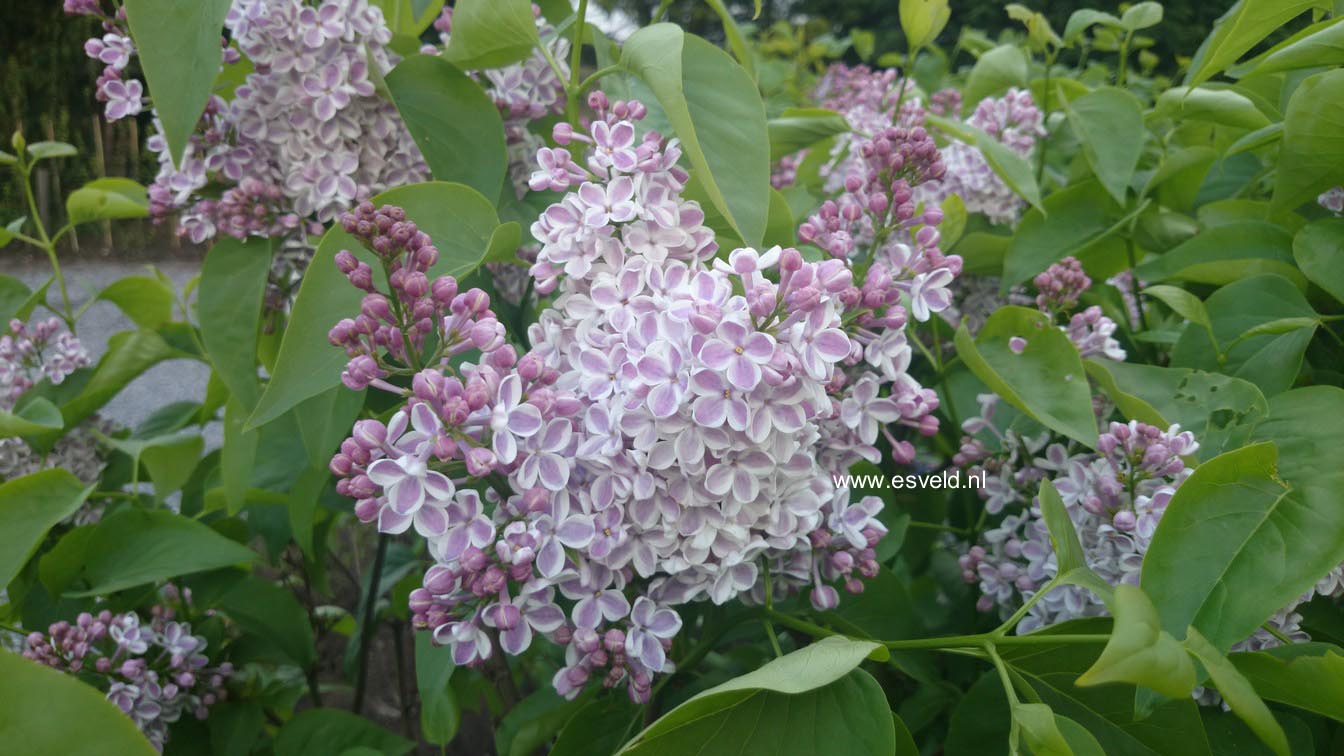Syringa vulgaris 'Lila Wonder'