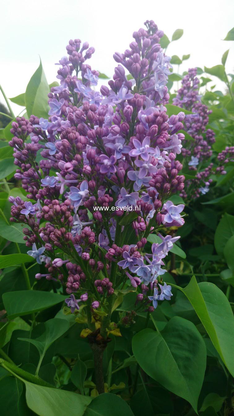 Syringa vulgaris 'Evert de Gier' (CARPE DIEM)
