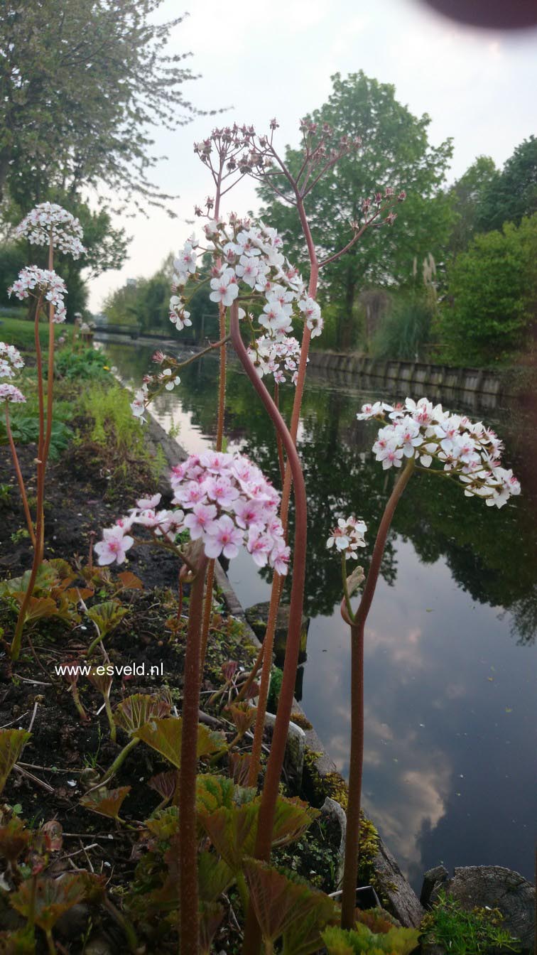 Darmera peltata