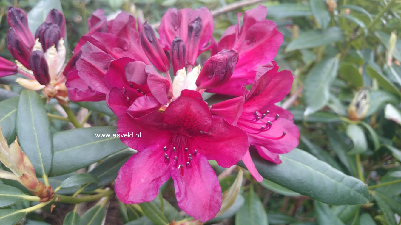 Rhododendron 'Black Sport'