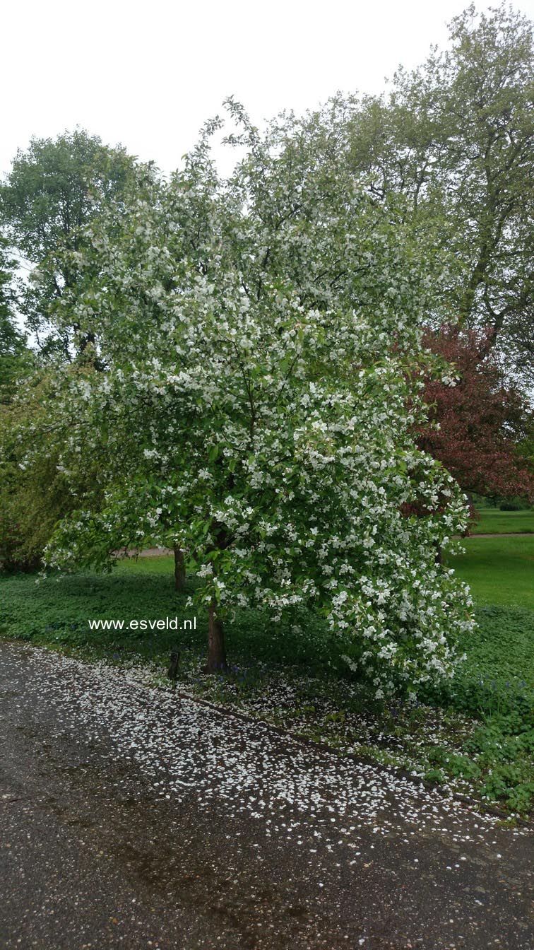 Malus hupehensis