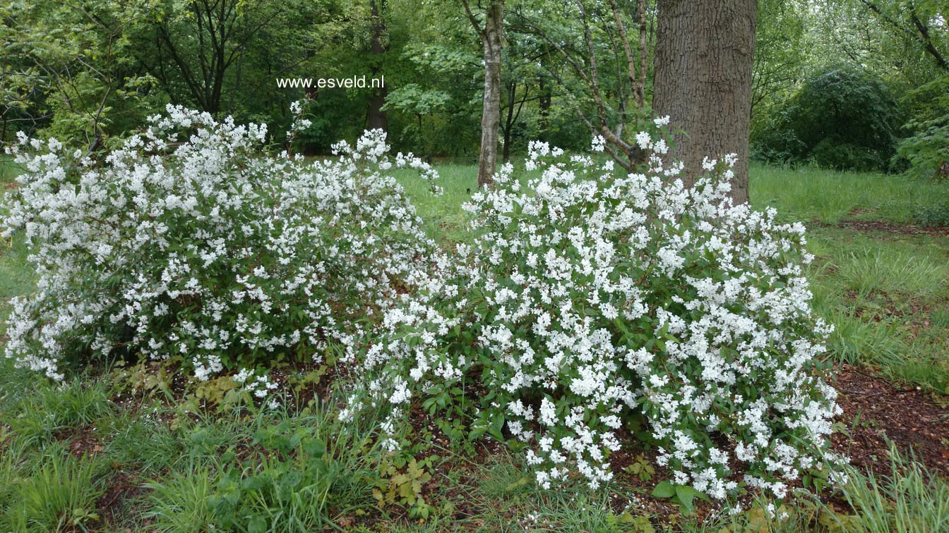 Deutzia rosea 'Campanulata'