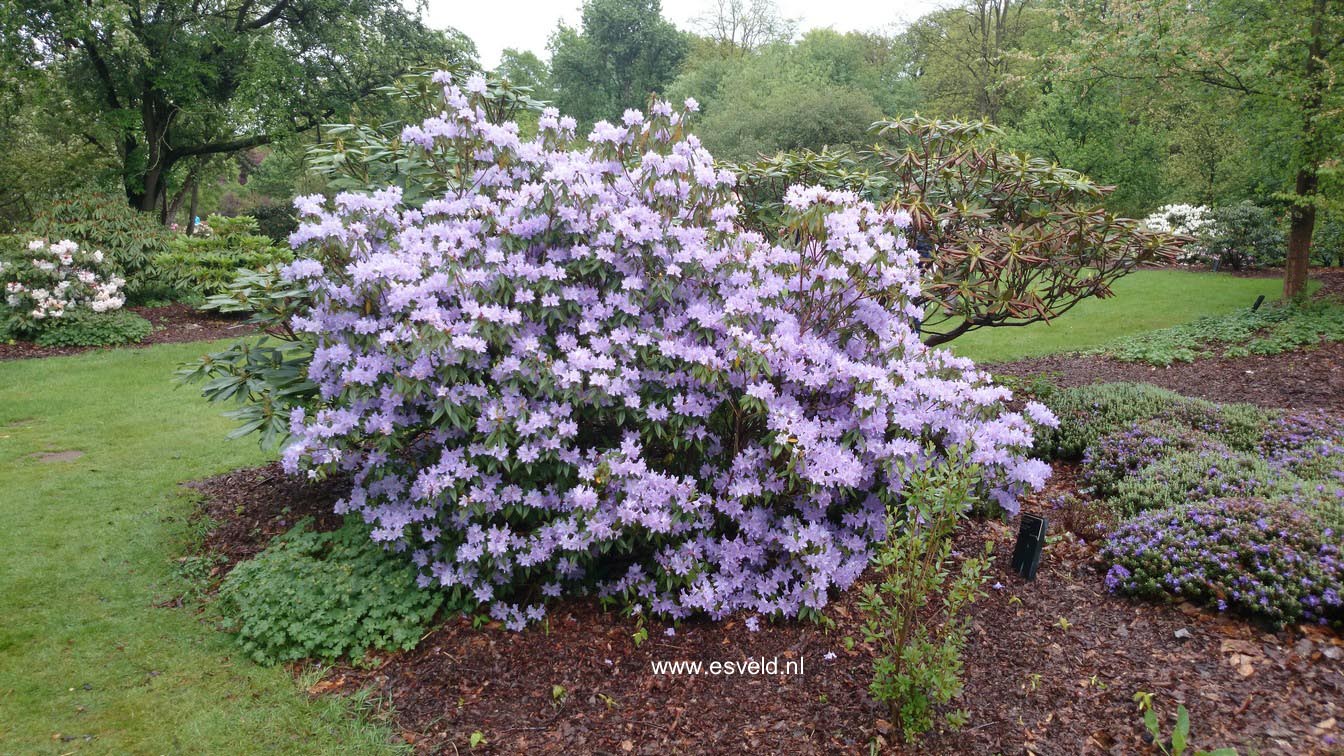 Rhododendron augustinii