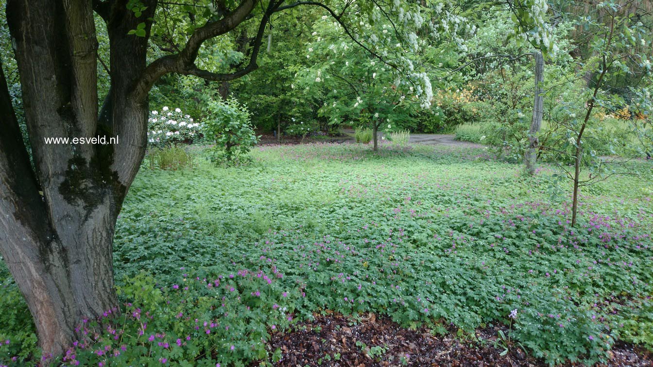 Geranium macrorrhizum