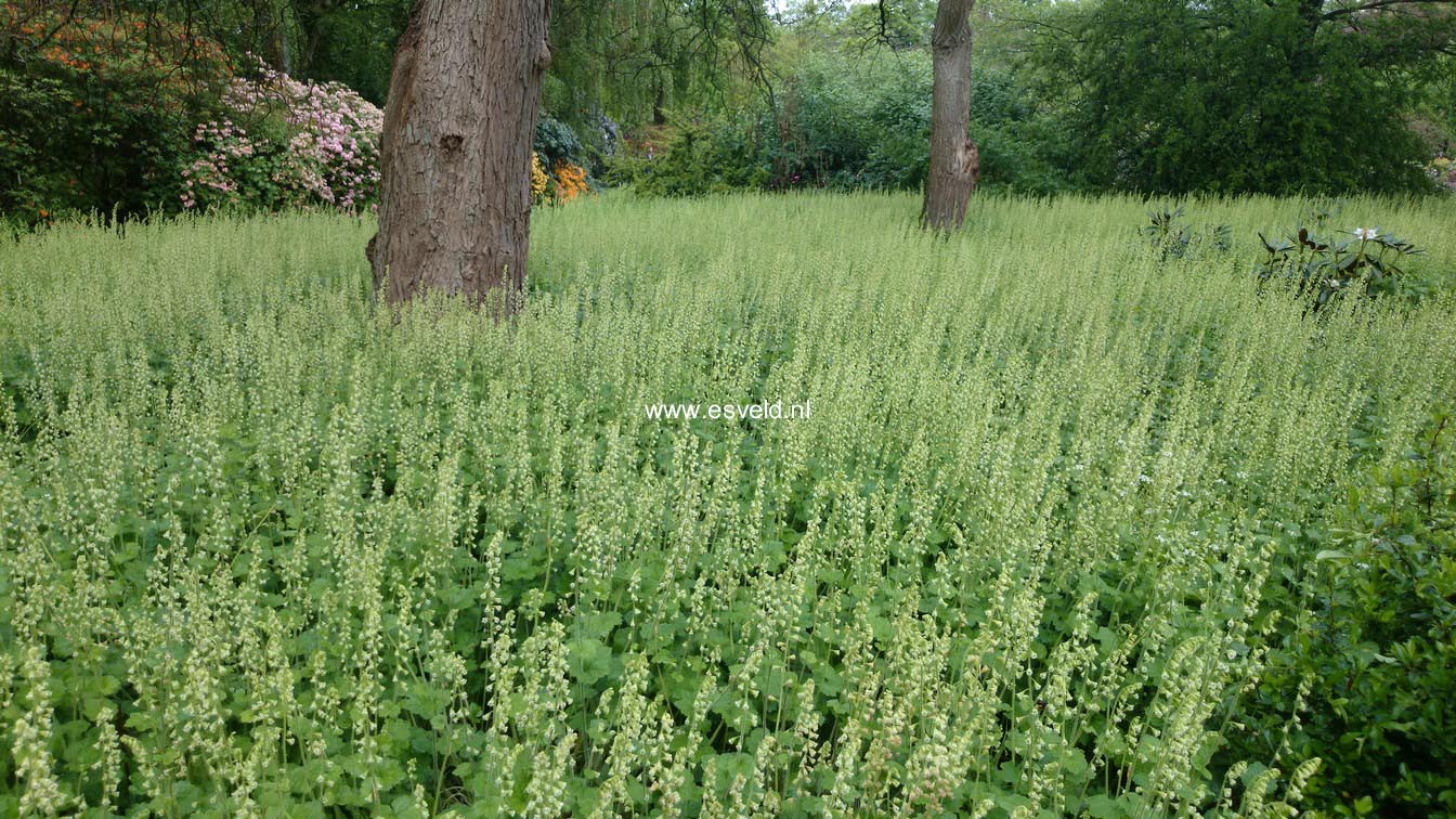 Tellima grandiflora