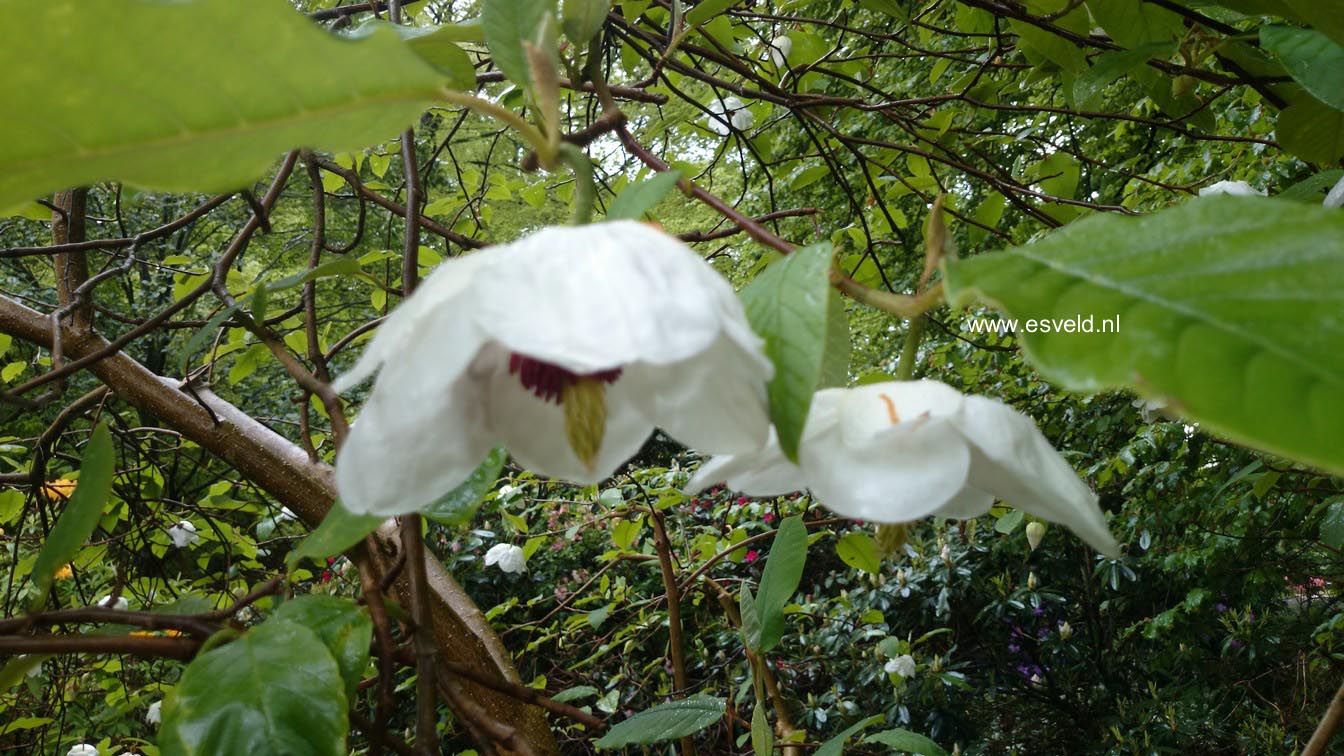 Magnolia sieboldii ssp. sinensis