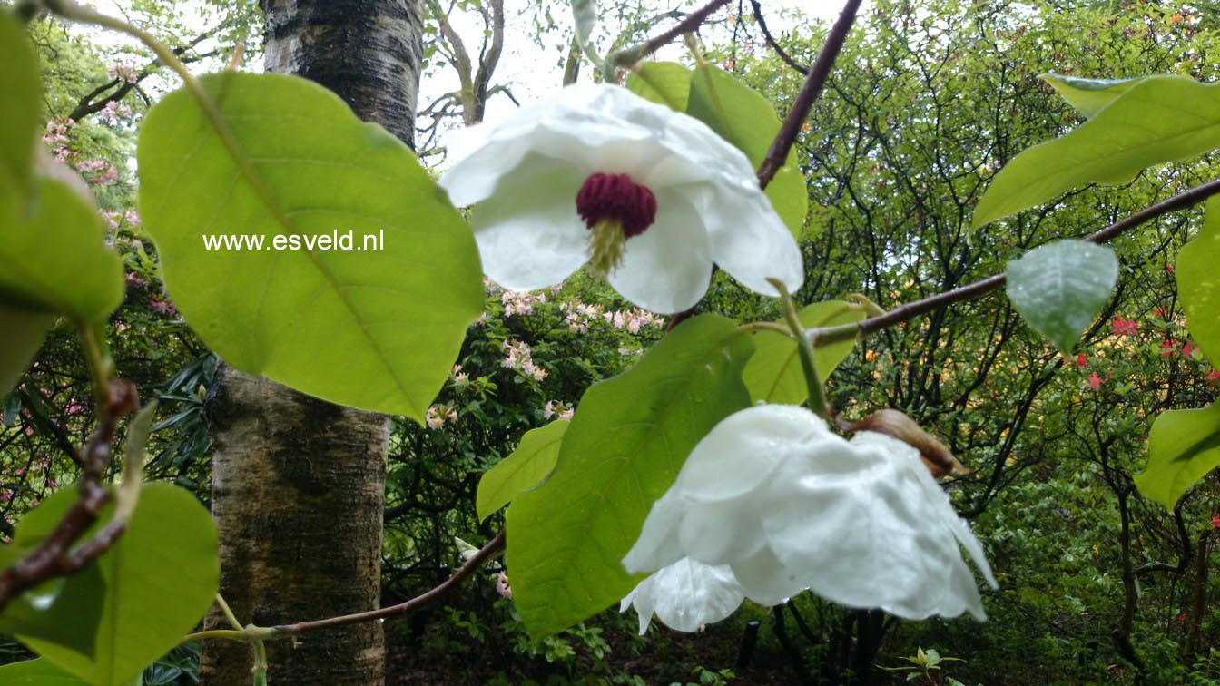 Magnolia sieboldii ssp. sinensis