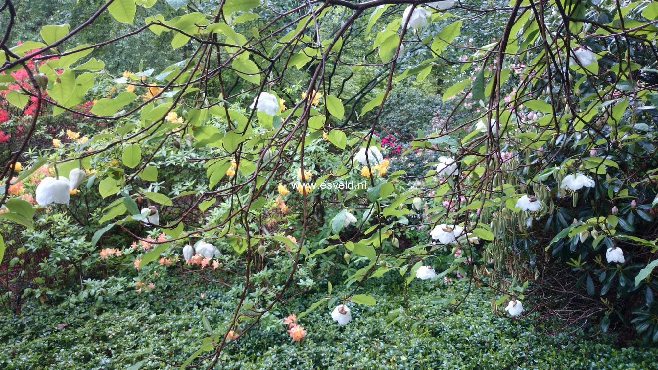 Magnolia sieboldii ssp. sinensis