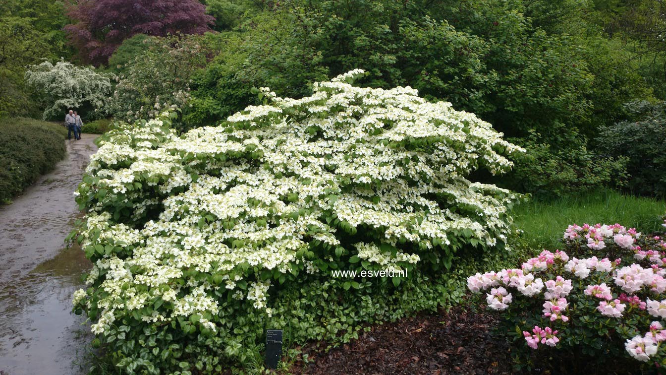 Viburnum plicatum 'Shasta'