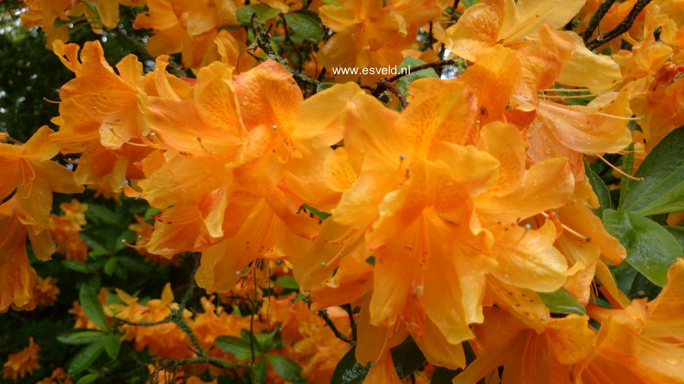 Azalea 'Christopher Wren'