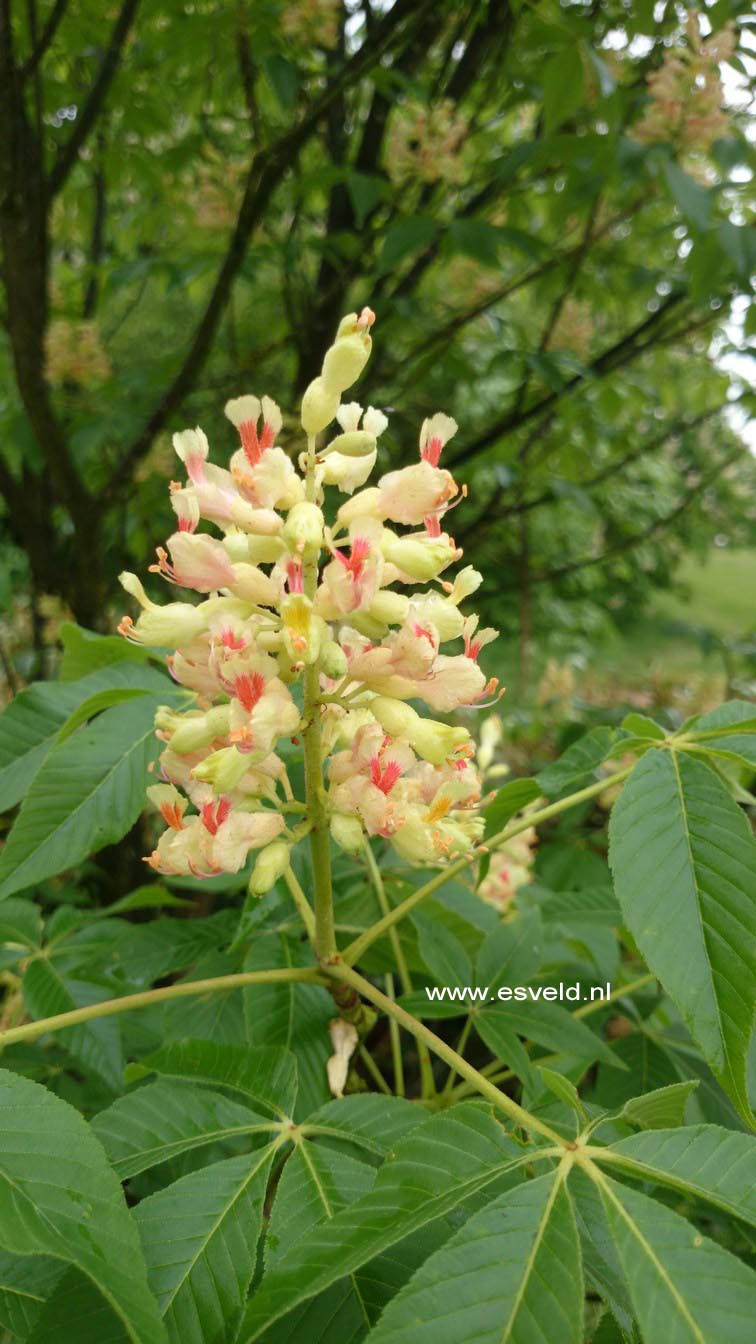 Aesculus flava