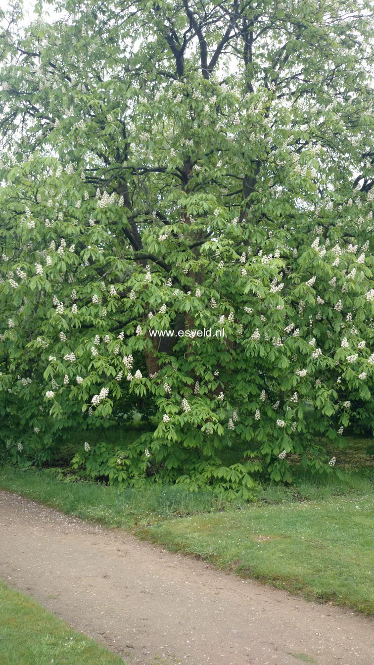 Aesculus hippocastanum