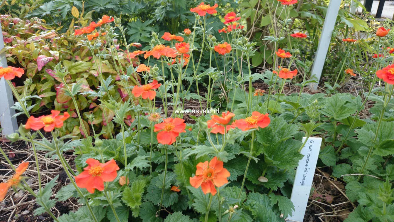 Geum coccineum 'Borisii'