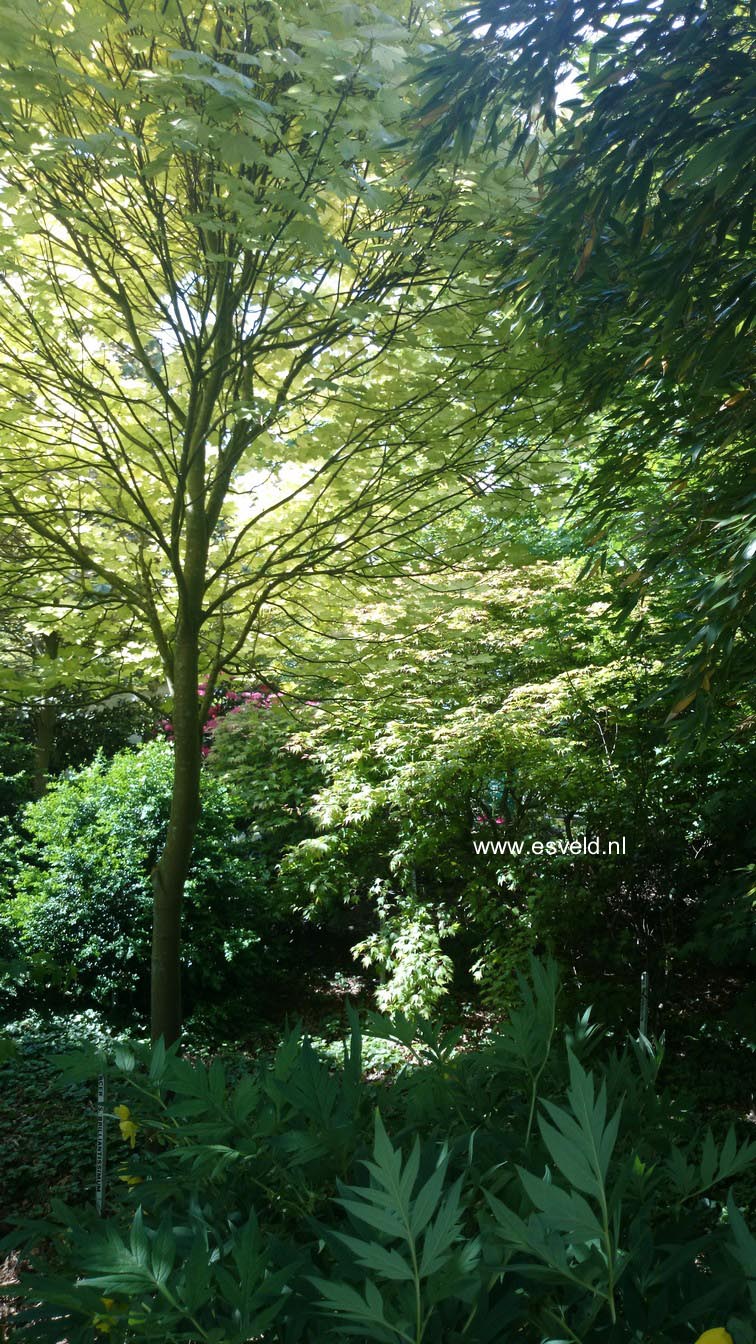 Acer pseudoplatanus 'Brilliantissimum'