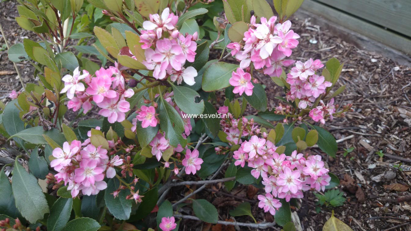 Rhaphiolepis indica 'Pink Cloud'