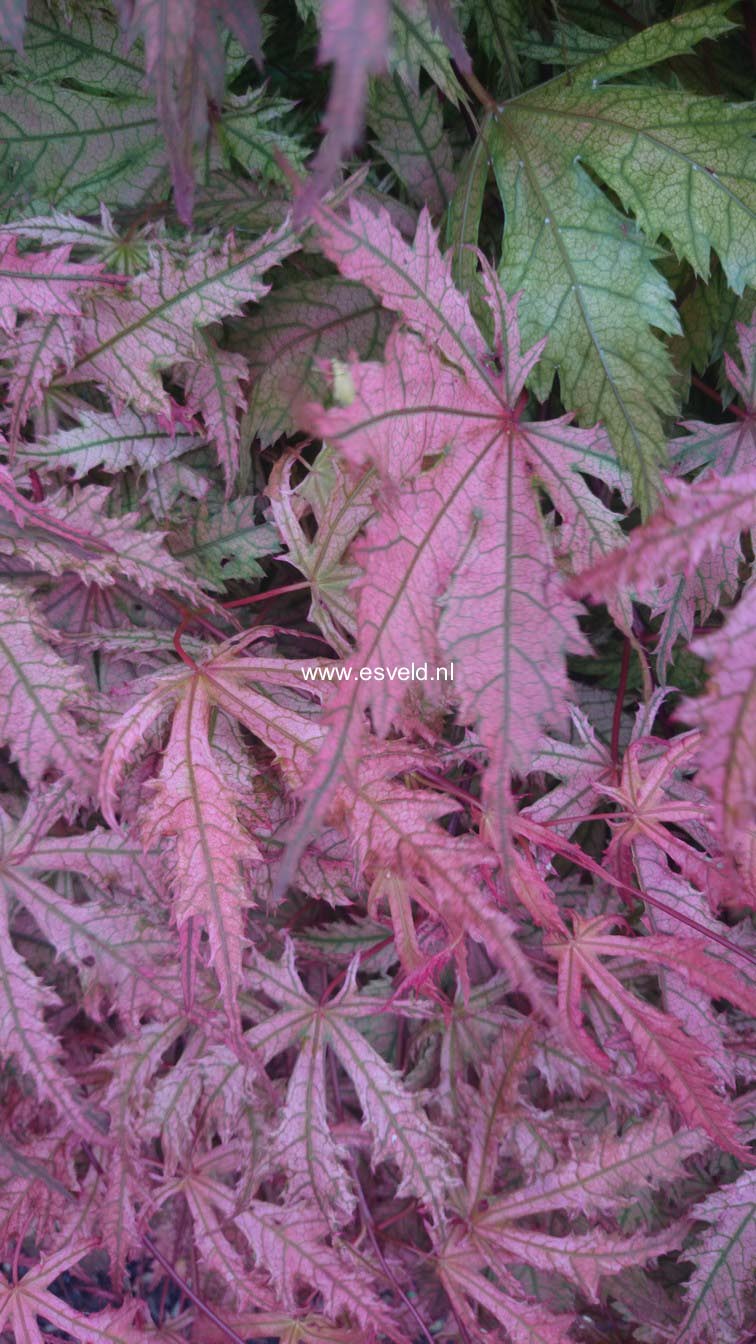 Acer palmatum 'Reticulatum Como'