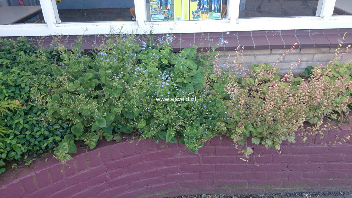 Brunnera macrophylla