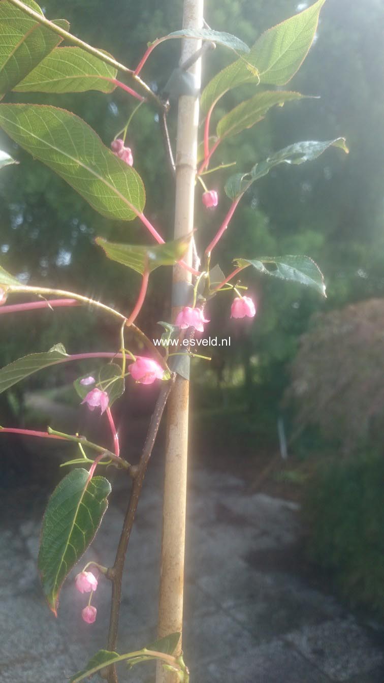 Actinidia pilosula