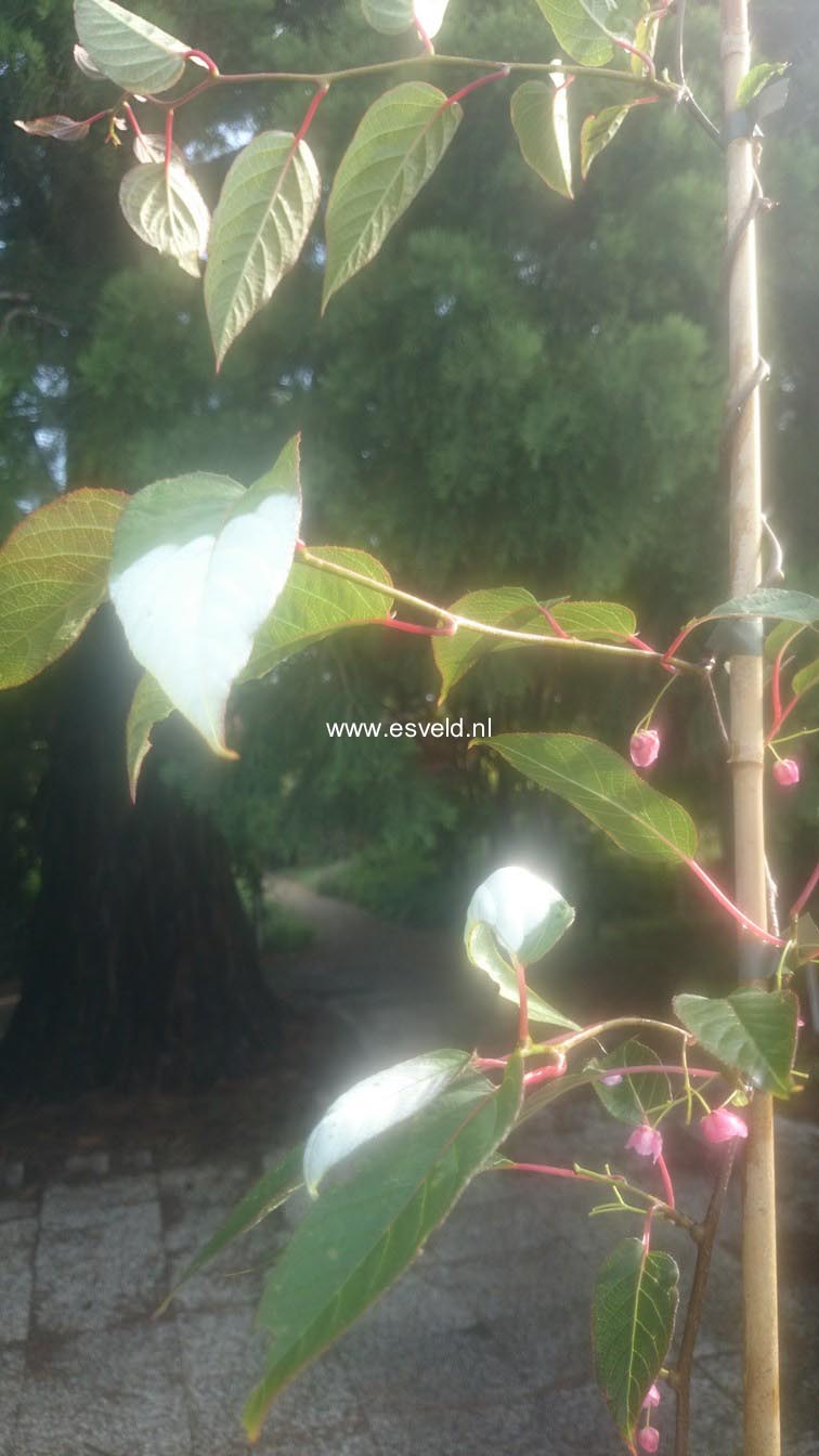 Actinidia pilosula