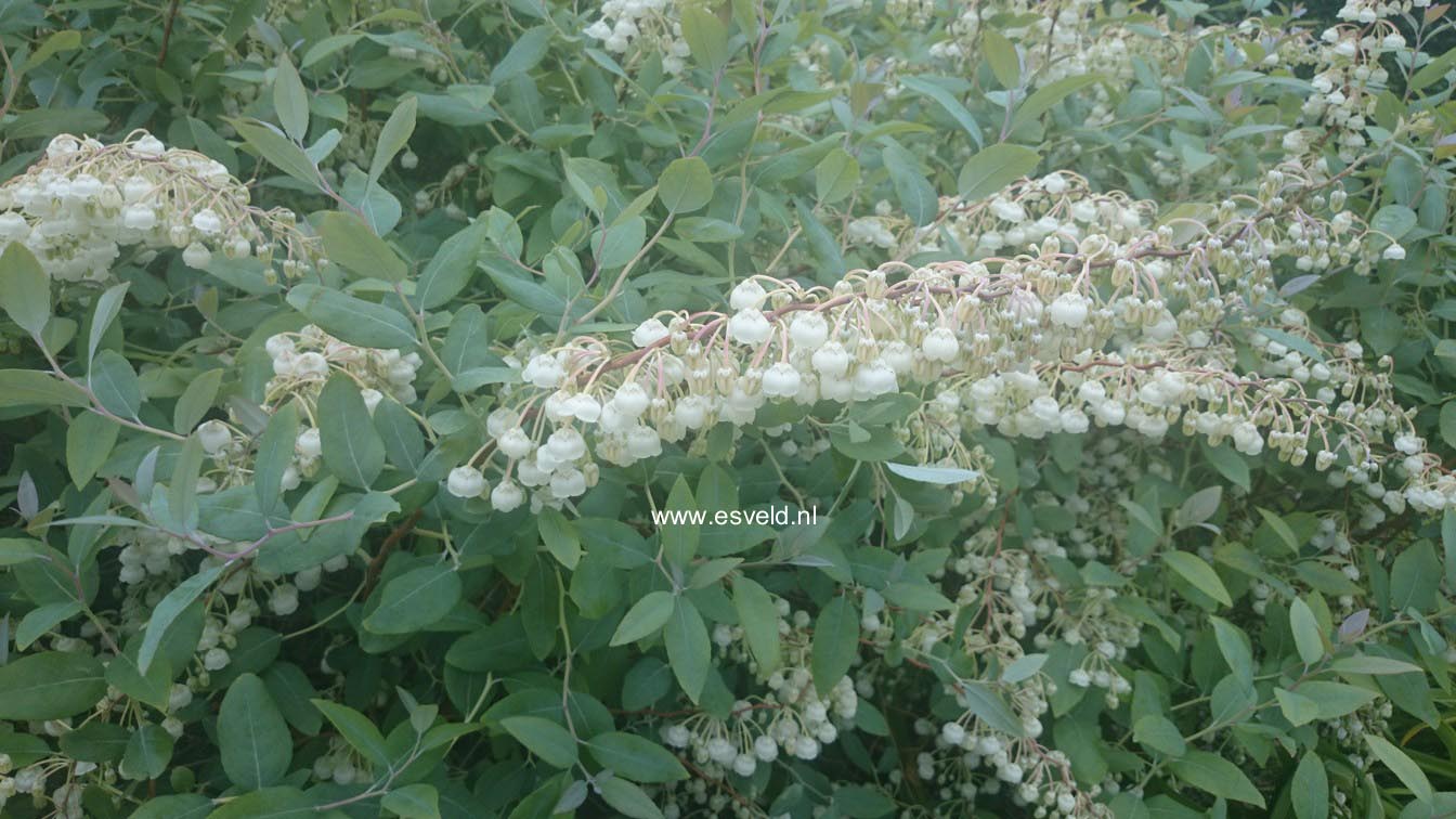 Zenobia pulverulenta 'Blue Sky'