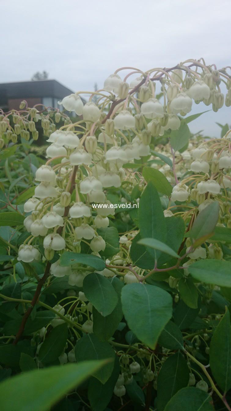 Zenobia pulverulenta 'Blue Sky'