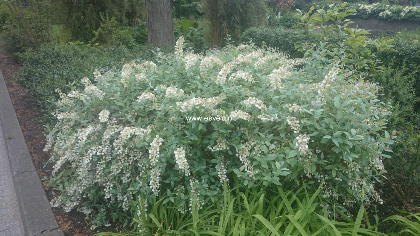 Zenobia pulverulenta 'Blue Sky'