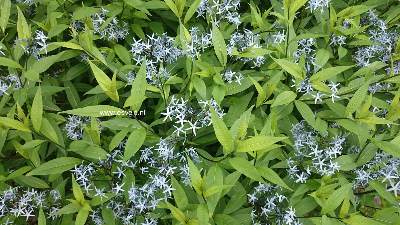 Amsonia ciliata