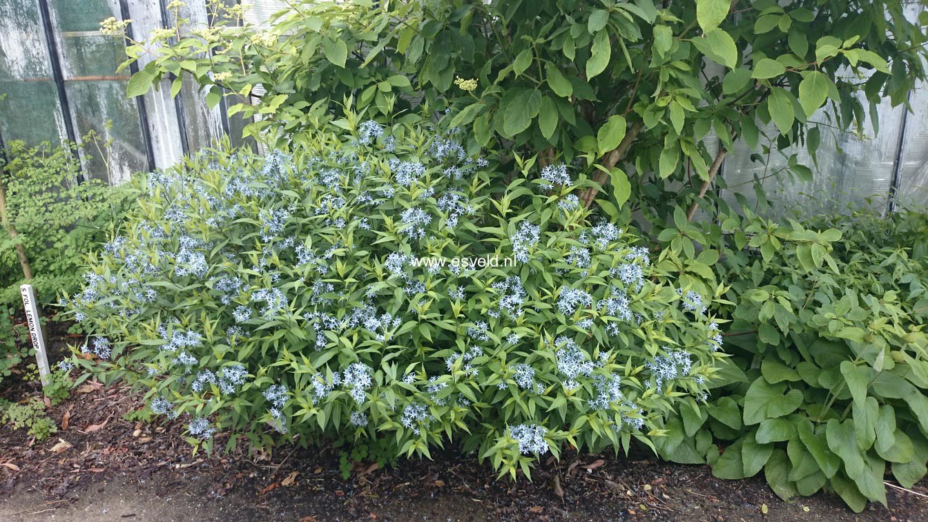 Amsonia ciliata