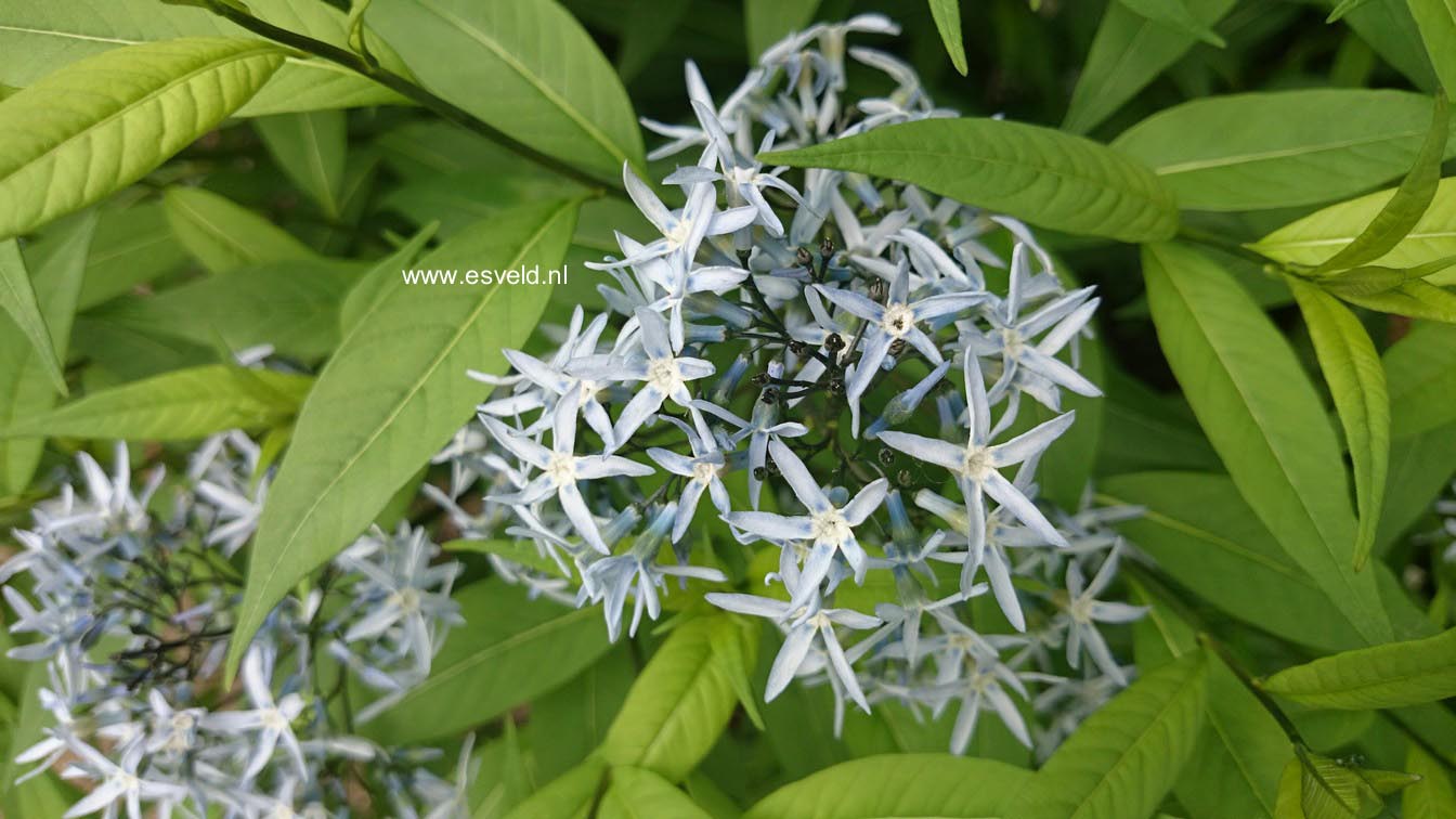 Amsonia ciliata