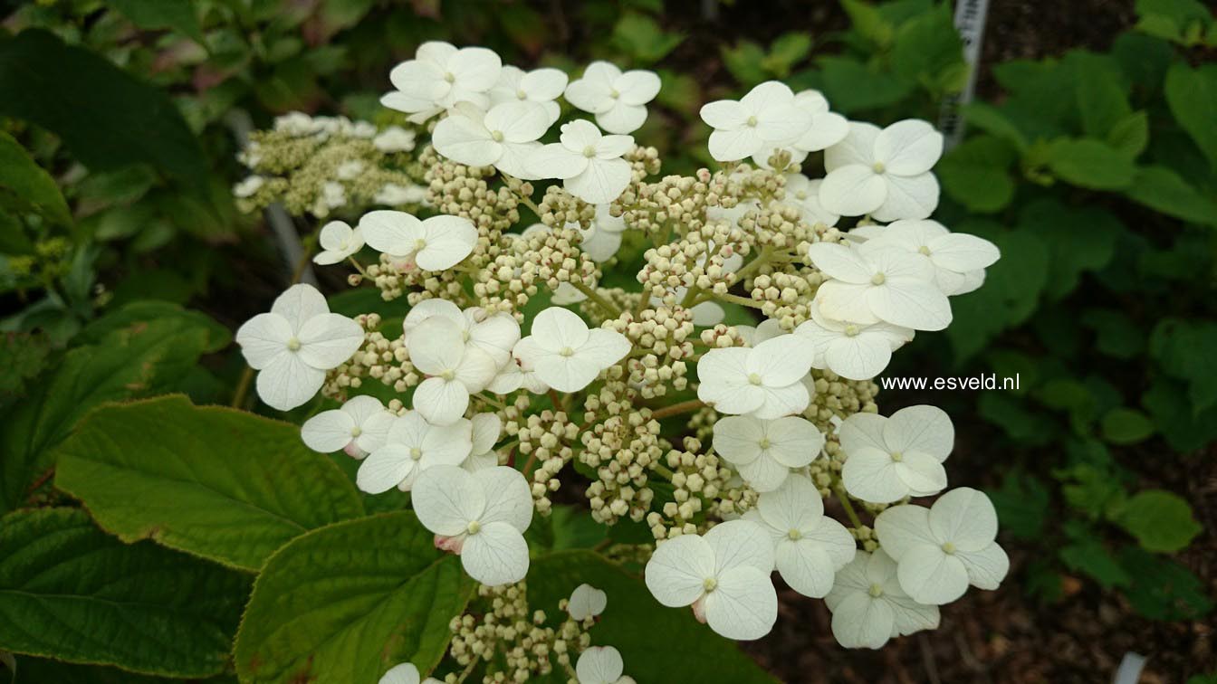 Hydrangea heteromalla 'June Pink'