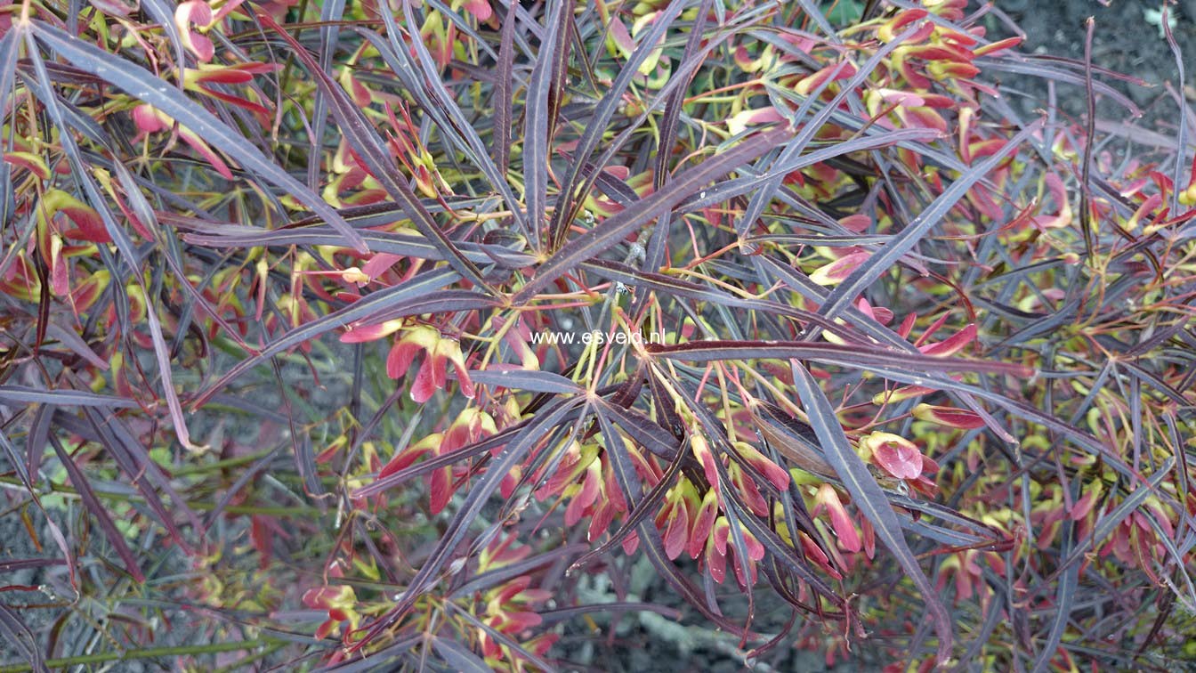 Acer palmatum 'Red Pygmy'